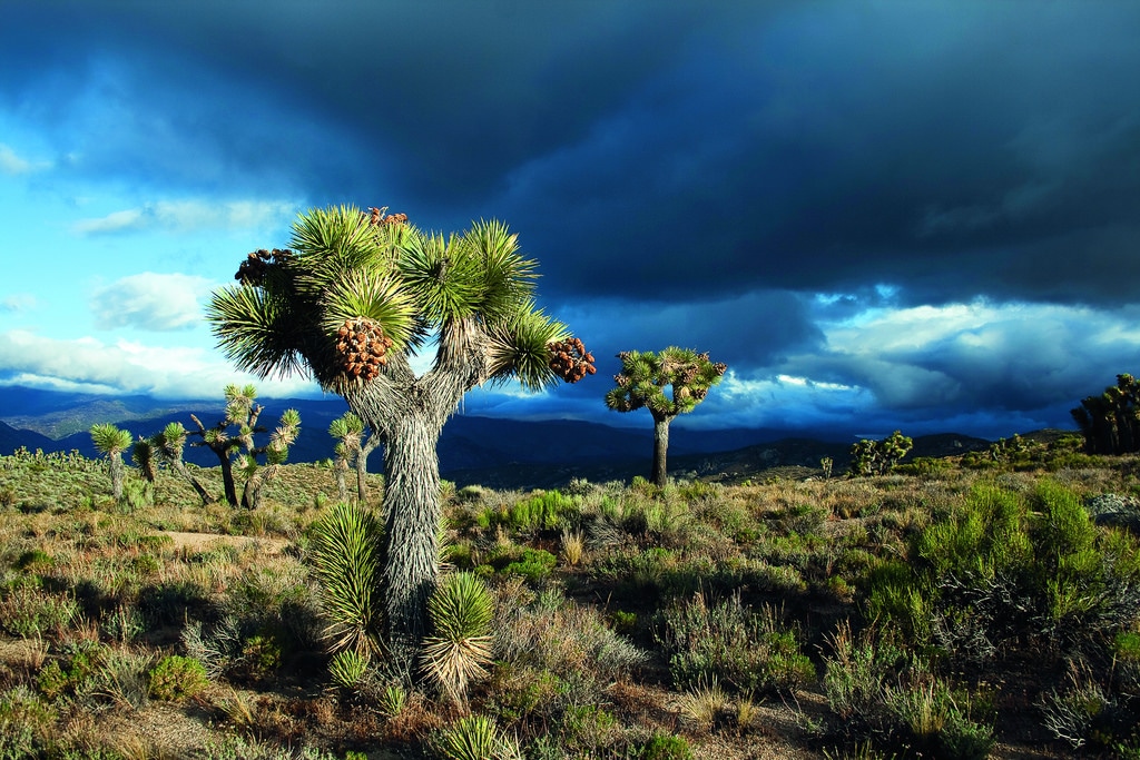 Pacific Crest Trail