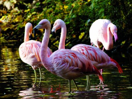 Flamingos im Zoo Saarbrücken, Bild: Zoo Saarbrücken