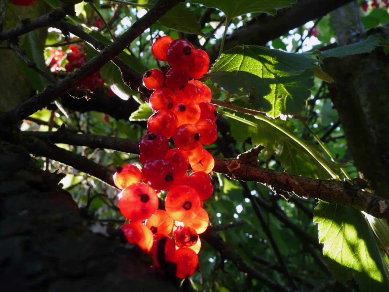 Johannisbeeren in der Sonne