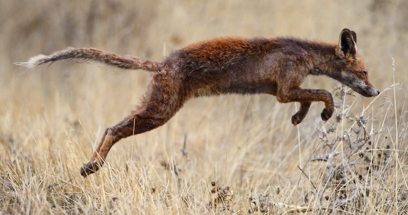 Rotfuchs mit Sarcoptes-Räude | Bild: Juan lacruz