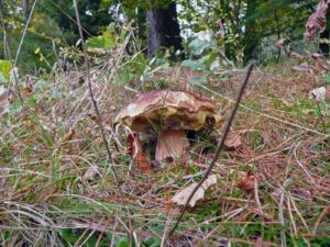 Ein alter, angeknabberter Steinpilz