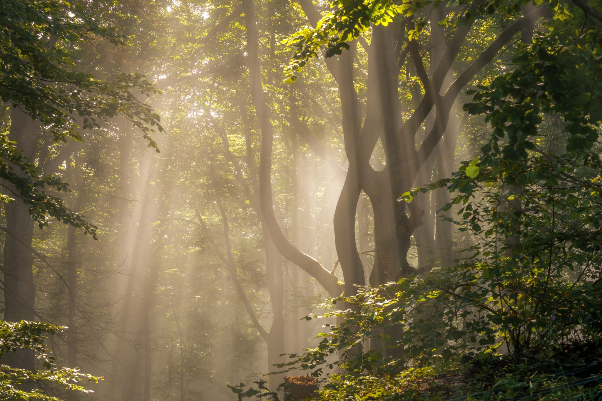 Ein Waldstück in der Morgensonne | Bild: Regio-Journal
