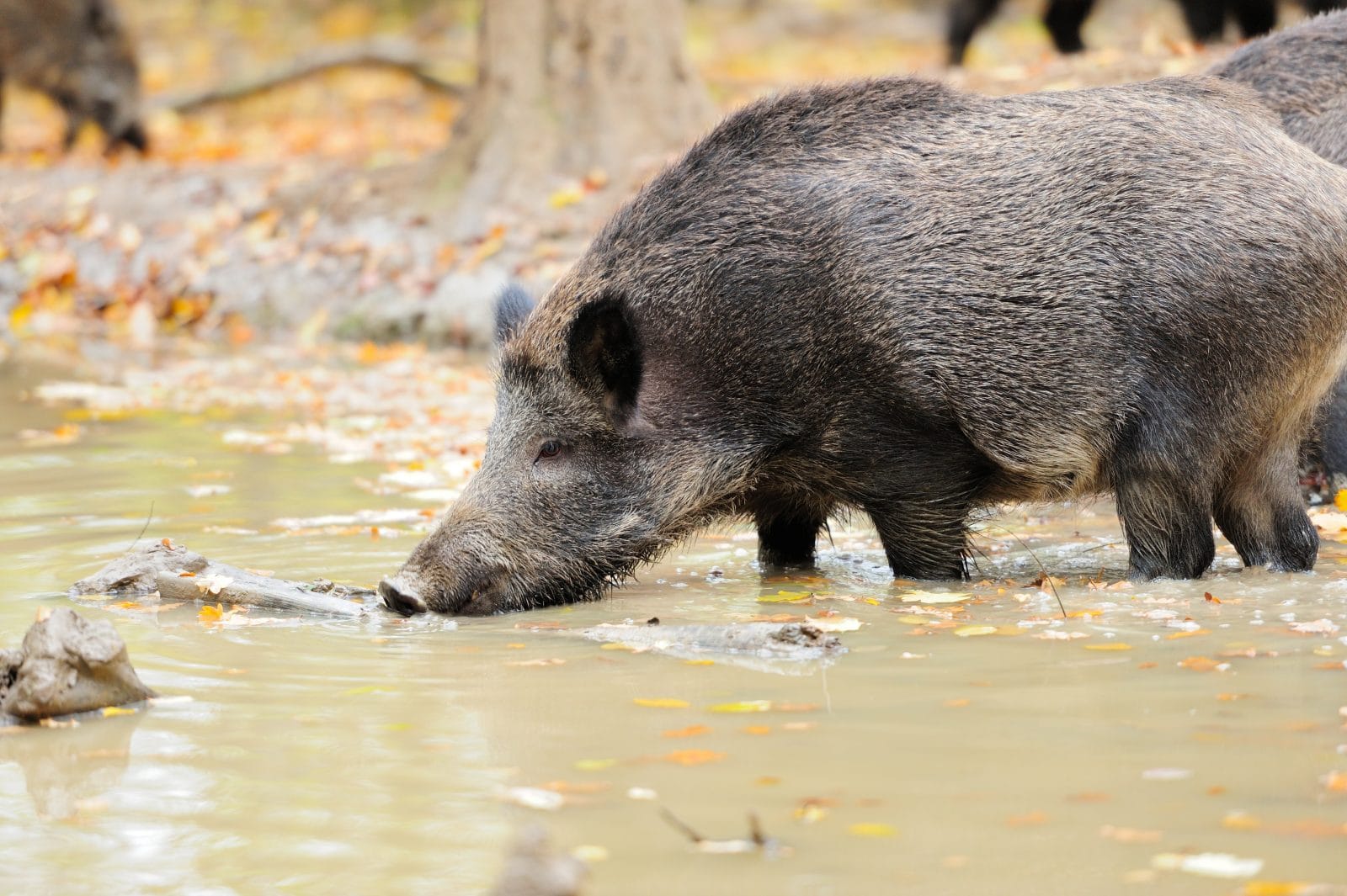 Wenn Das Schwein Den Garten Umgrabt Natur Tiere Nachrichten