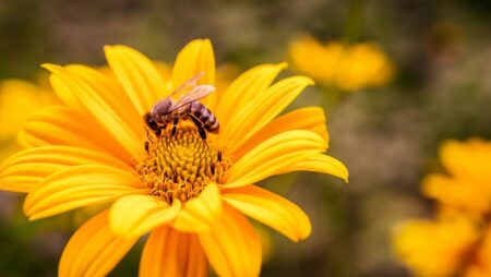 Gelbe Blume mit Biene