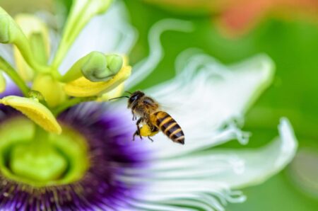 Biene fliegt über Blumen
