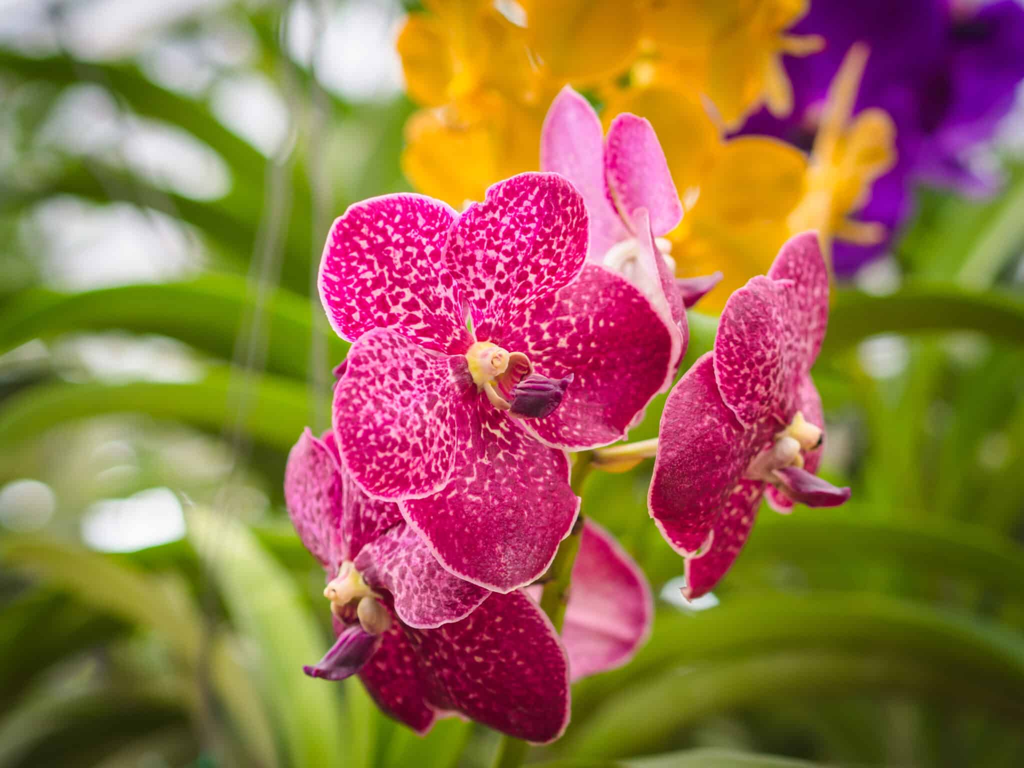 Orchideen