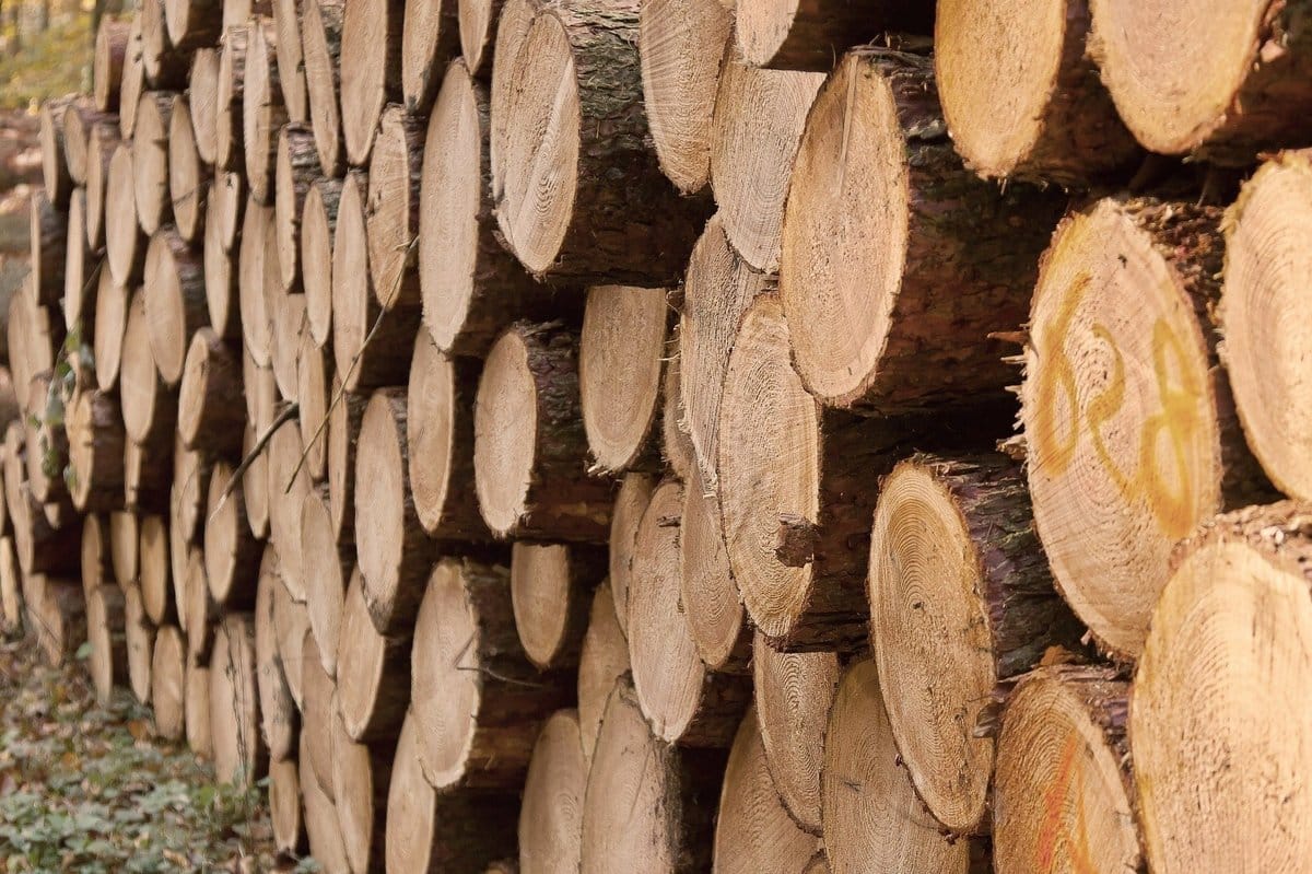 Friedrichsthal: Rückschnitt- und Baumfällarbeiten an der Grubenstraße